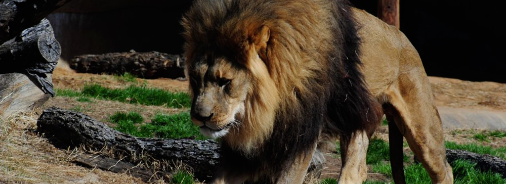 Lion photo from Tulsa Zoo